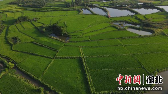 戴家坡村優(yōu)質(zhì)稻產(chǎn)業(yè) 戴家坡村優(yōu)質(zhì)稻產(chǎn)業(yè)