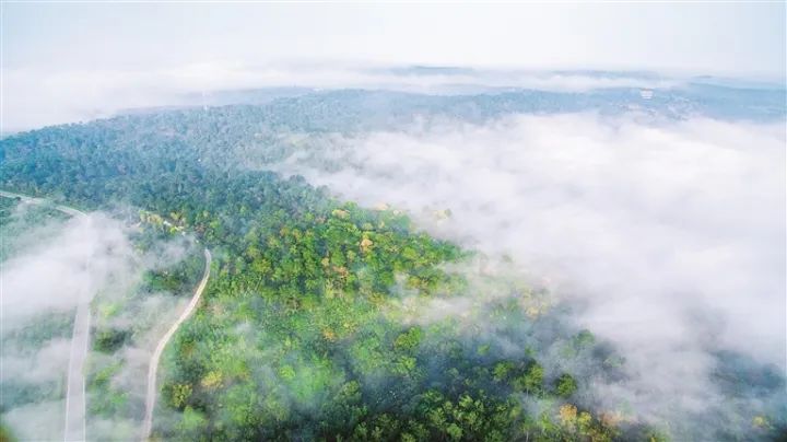大口國家森林公園。安幫友 攝